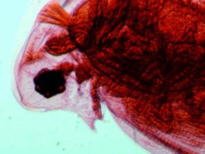 Daphnia Head
