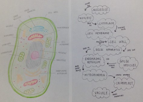 Plant Cell Organelle Network Diagram