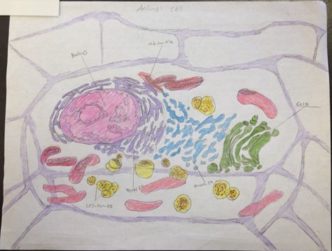 Animal Cell with Organelles