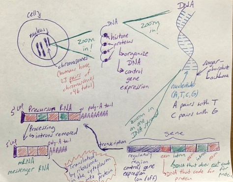 Biology 200203 Picture