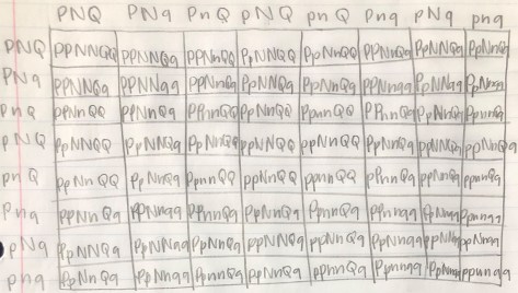 Trihybrid Cross Example 1