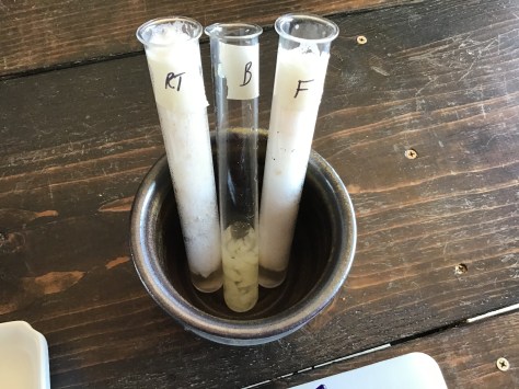 Potato Catalase Experiment